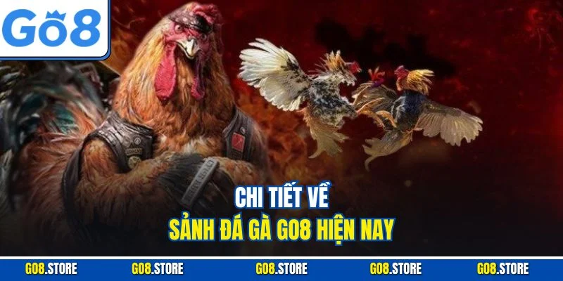 Chi tiết về sảnh đá gà GO8 hiện nay